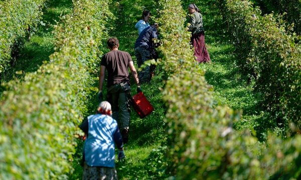 Weinlese (Symbolbild)