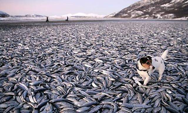 Ein Hund geht in Kvennes über einen Teppich aus toten Fischen.