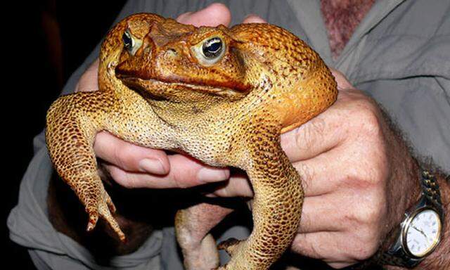Graeme Sawyer holds a 40cm (15 inch) long cane toad near Darwin