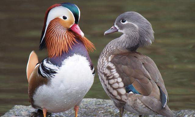 Vögel haben ein Z- und ein W-Chromosom, die die sehr unterschiedlichen Geschlechter genetisch festlegen.