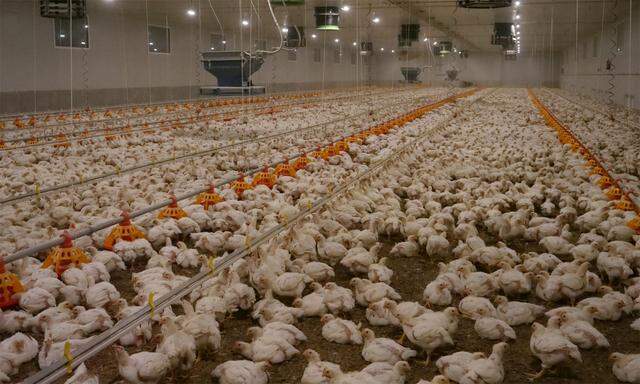 Hühner-Mastbetriebe stehen in der Kritik.