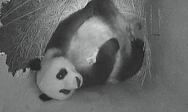 Schoenbrunn Zweites Pandababy geboren