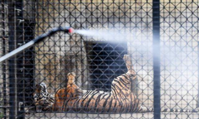 Ein Zoowärter desinfiziert ein Tiergehege im Zoo von Kalkutta.