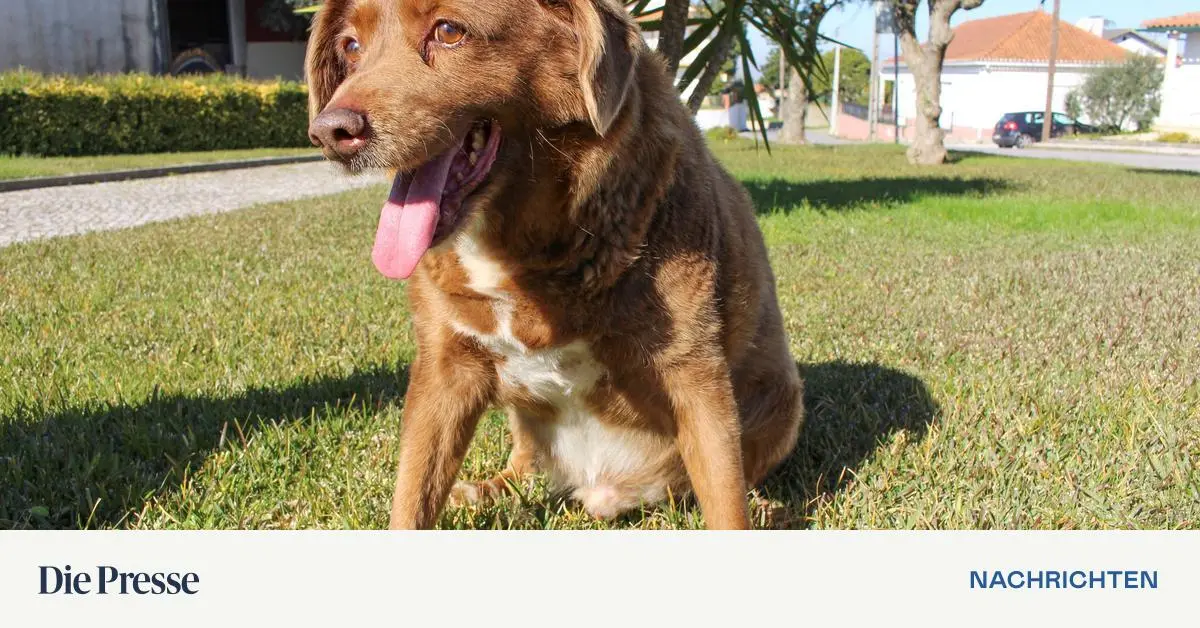 Ältester Hund der Welt ist im Alter von 31 Jahren gestorben | DiePresse.com