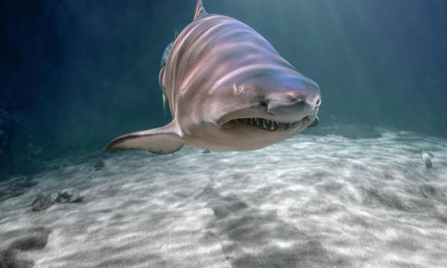 Mehr als drei Viertel aller Haiarten seien akut gefährdet, so eine Schutzorganisation. 