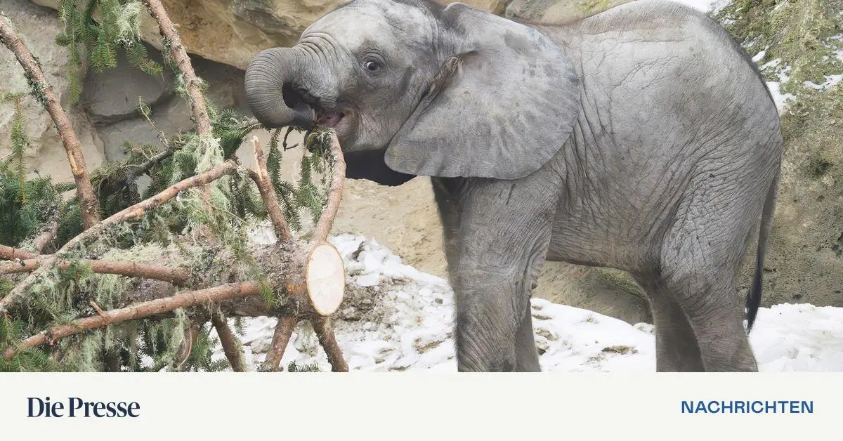 Sch-nbrunner-Weihnachtsbaum-dient-jetzt-Elefanten-als-Knabberspa-