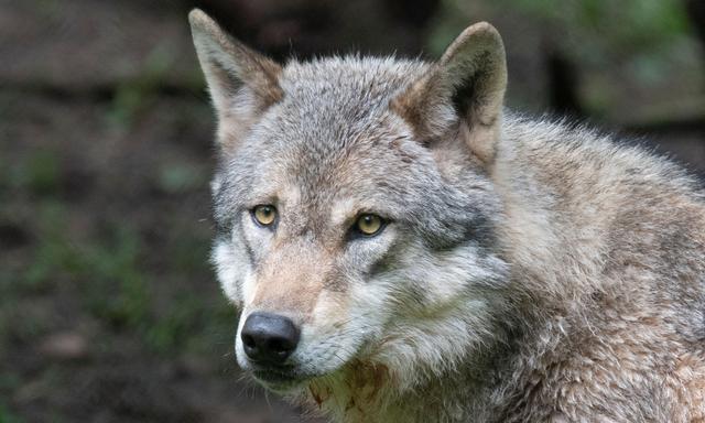 Für den Wolf gilt in mehreren europäischen Ländern - auch in Österreich - ein strenges Schutzregime.