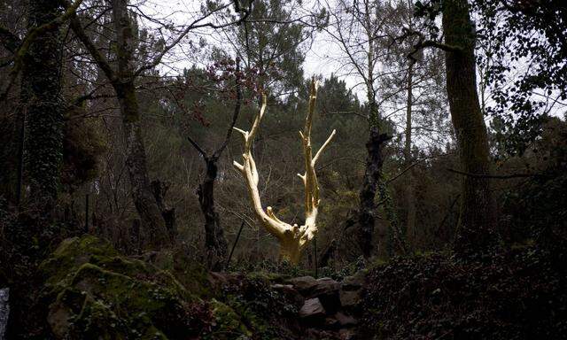 Im Wald "Broceliande" in der Bretagne soll Merlin wohnen, der goldene Baum erinnert an ihn. 
