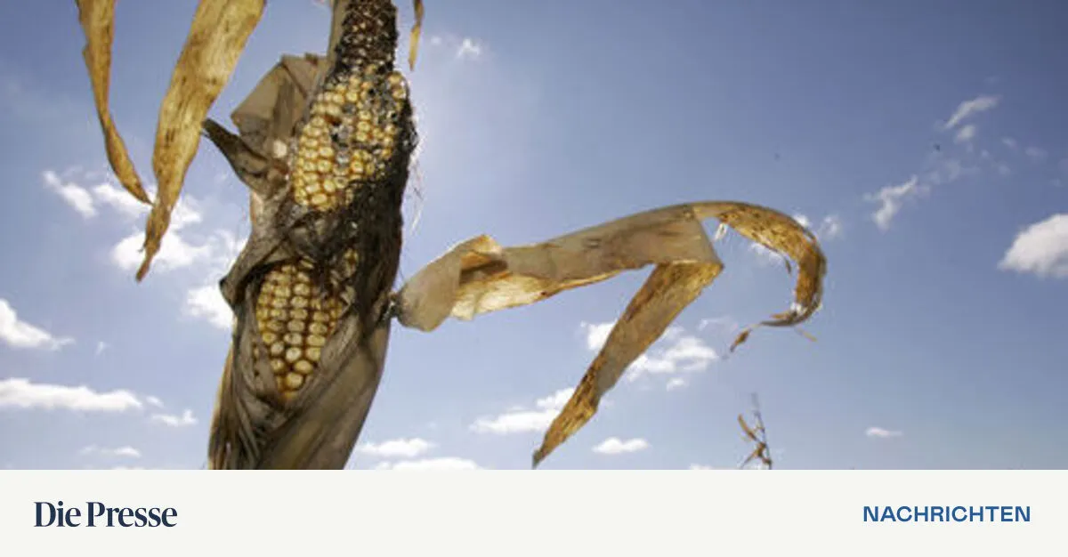 G8: Felder statt Lebensmittel für Afrika – DiePresse.com