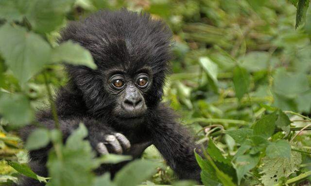 Eine Tour zu den Berggorillas kostet in Ruanda seit Mai stolze 1500 USD.