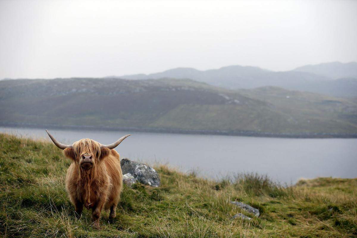 Irland gilt zwar als Grüne Insel, aber auch den schottischen Highlands mangelt es nicht an üppigem Grün. Naturschönheiten findet man an jeder Ecke, ob bei einer Wanderung durch den größten Nationalpark Großbritanniens oder bei den Seelandschaften im Norden der Insel.