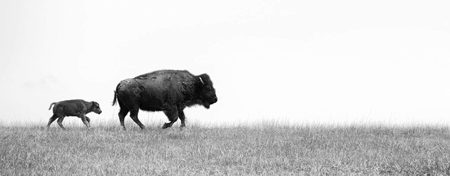 Female bison with young