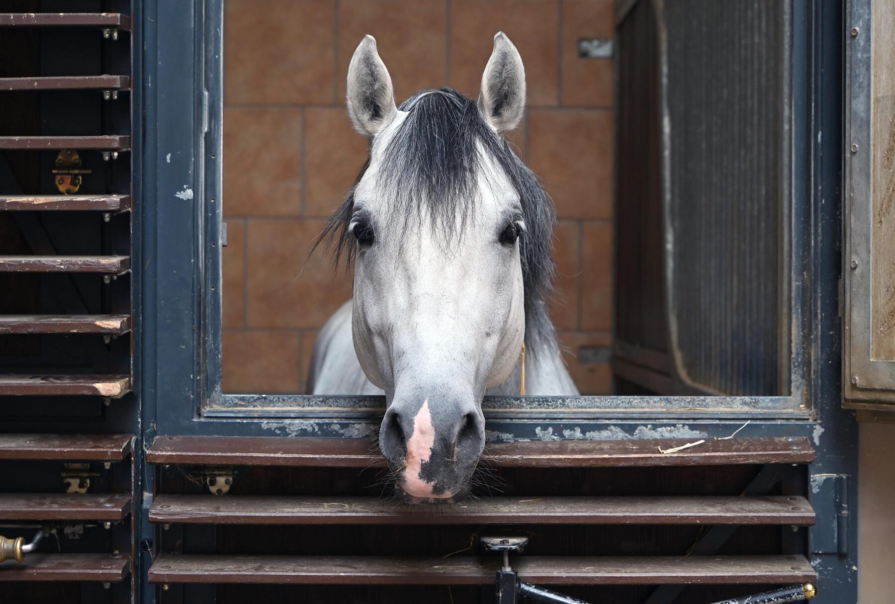 Was die Spanische Hofreitschule von der Wirtschaft lernen kann – und umgekehrt