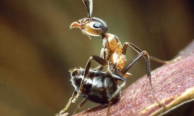 'Universum', 'Triumph des Lebens - Das Reich der Insekten.'