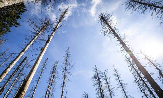 Waldsterben als Folge des Klimawandels