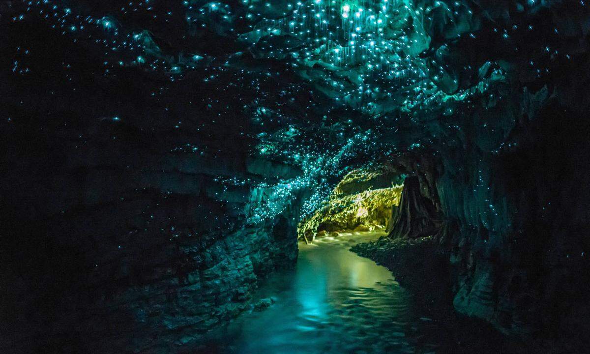 Rund 200 Kilometer südlich von Auckland in Neuseeland liegt ein mystisches Labyrinth aus Hohlräumen, Karsttrichtern, Stalaktiten, Stalagmiten und Flüssen - die Waitomo Caves. Das Highlight: Abertausende Glühwürmchen beleuchten die Höhlendecke.