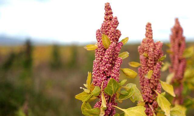 Quinoa wird eine positive Wirkung nachgesagt