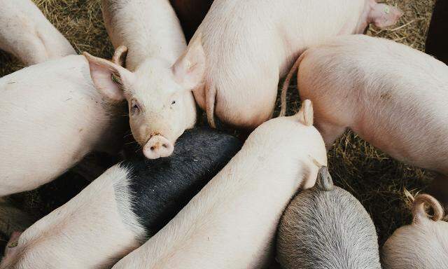 In Deutschland stehen immer noch 750.000 Schweine in der Warteschalnge vor den Schlachthöfen. 