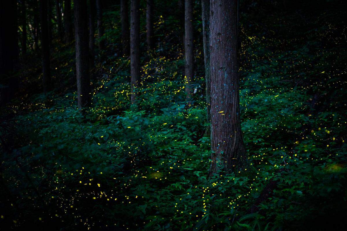 Titel: Himebotaru gathering in the forest, Fotograf: Masahiro Hiroike Glühwürmchen in den Bergen von Tottori (Japan).
