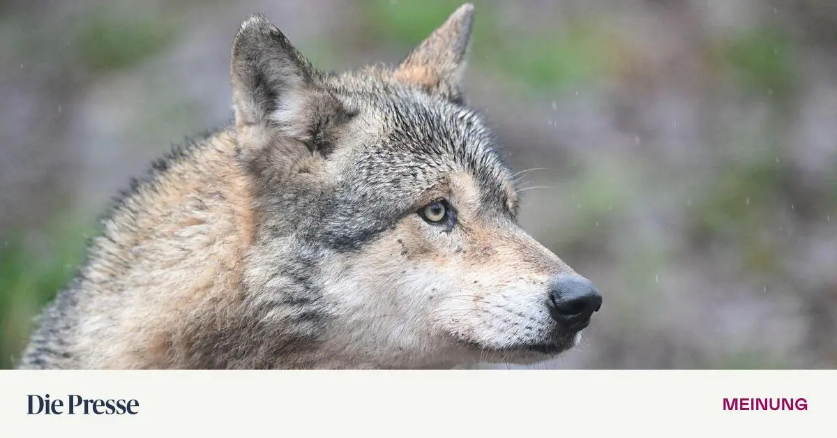 Selbstjustiz-hilft-weder-Bauern-noch-dem-Wolf-premium-