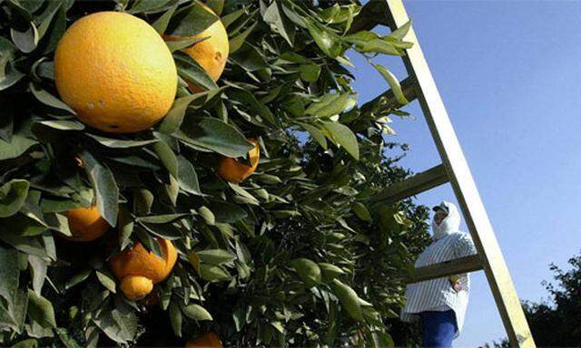 Das mühsame Pflücken von Oliven und Orangen besorgten in Spanien jahrelang Einwanderer.