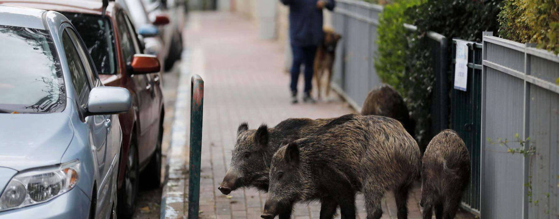  Eine alltägliche Szene auf Roms Straßen, diesfalls aus dem Herbst 2021: Eine Wildschweinfamilie sucht Futter.