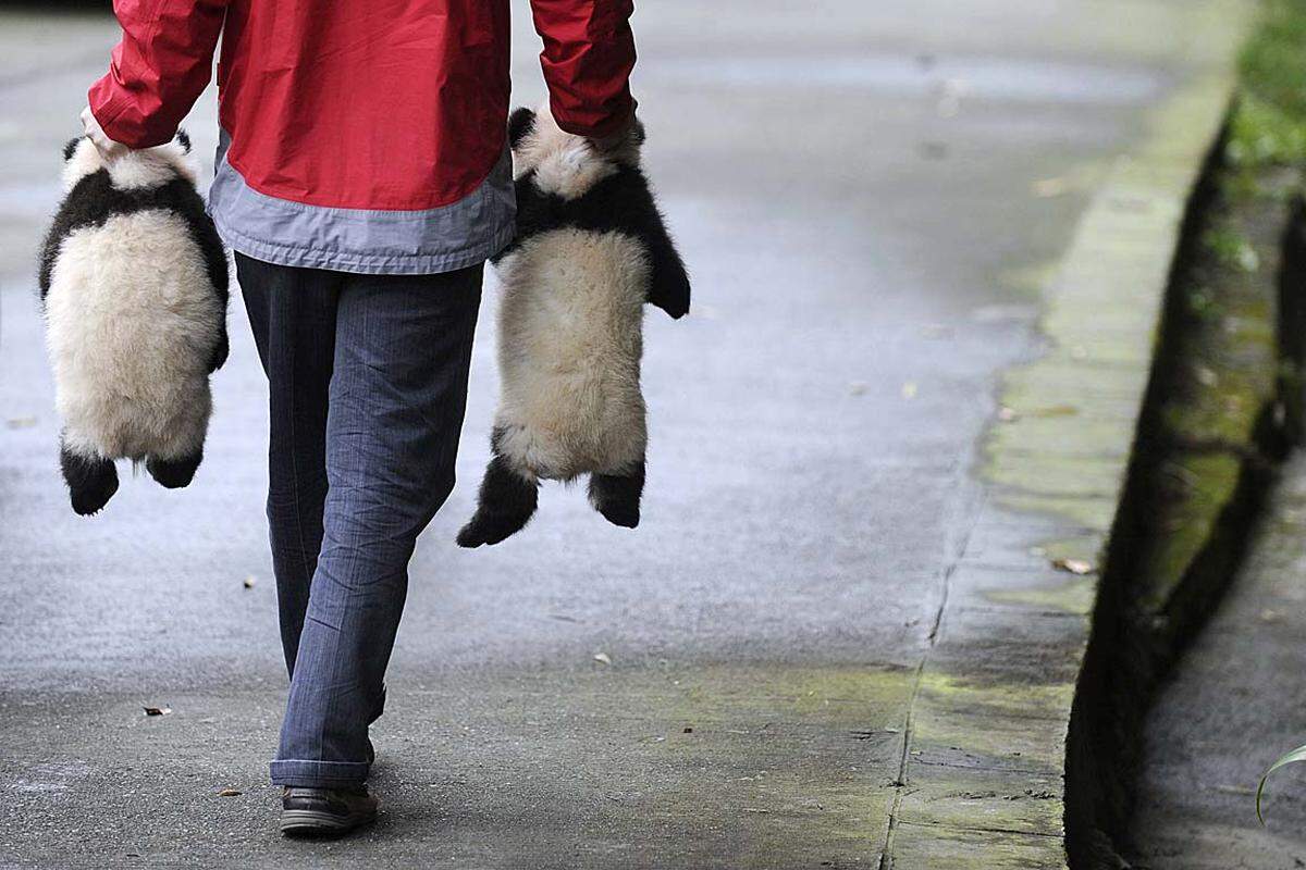 Nach einem Foto-Termin müssen die zwei Baby-Pandas des Zuchtzentrums Bifengxia zurück in ihr Gehege. Heuer gab es bereits 16 neugeborene Pandas in dem Zentrum.