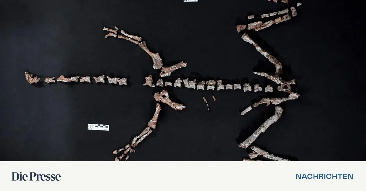 Skelett-einer-unbekannten-Dinosaurier-Art-entdeckt
