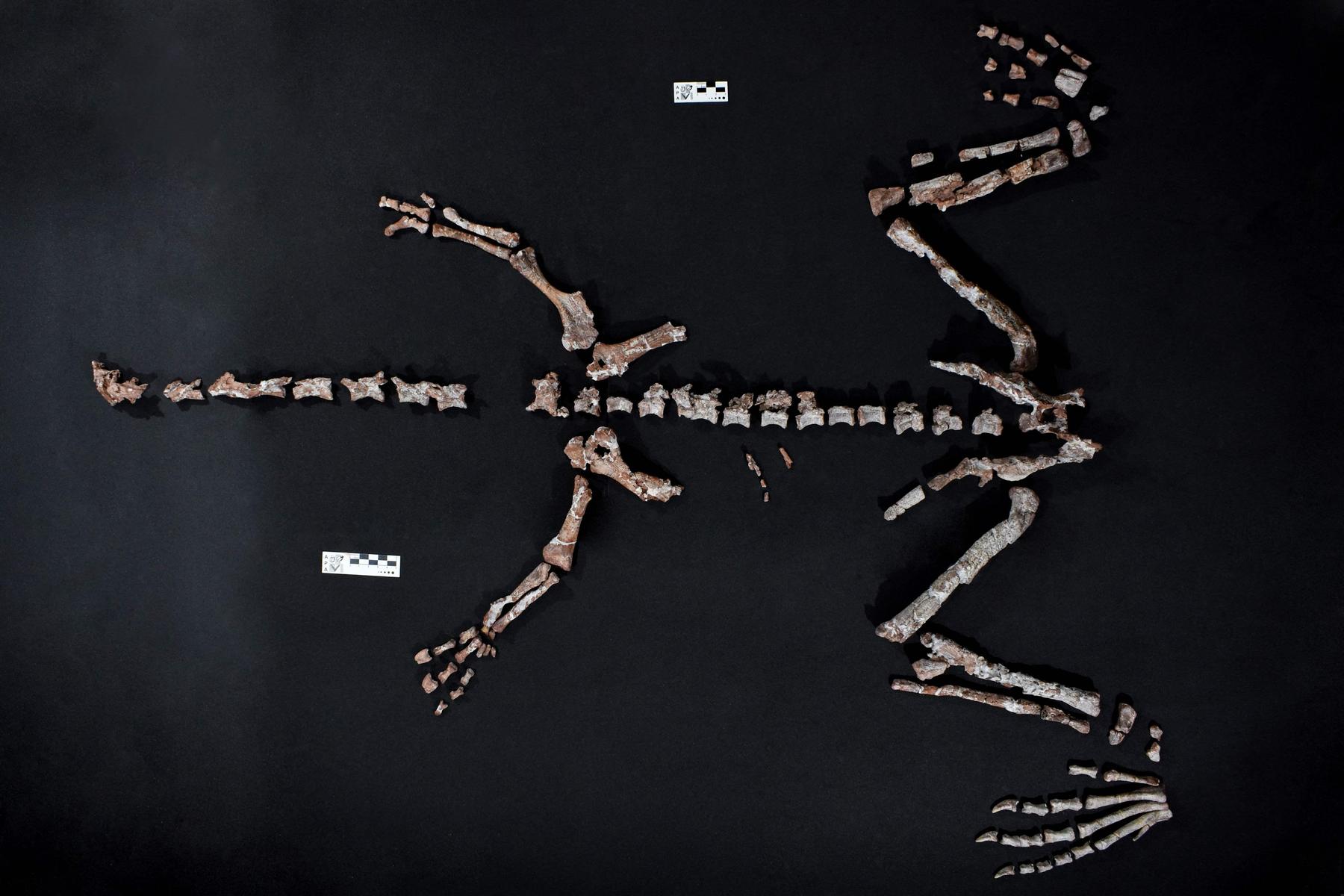 Skeleton of an unknown dinosaur species discovered