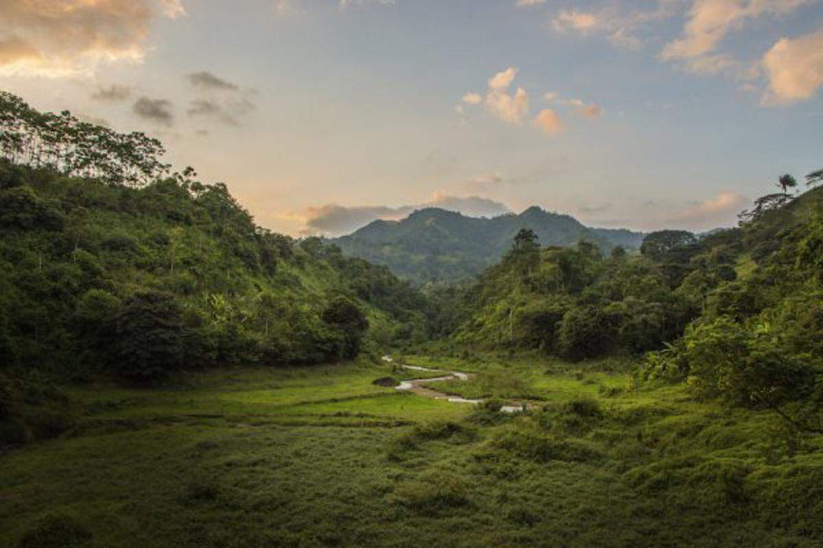 Die verarbeiteten Edelkakaobohnen der Sorte "Nacional" – der Ertrag ist äußerst gering – stammen aus einem Naturschutzgebiet in Ecuador, die Kakaobäume sind mitunter älter ­als 100 Jahre.