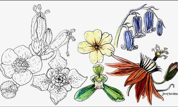 In Schwarz-Weiß: drei fossile Blüten aus der frühen Kreidezeit (Glandulocalyx, Normanthus, Platydiscus). In Farbe: vier rezente Gattungen (Cymbidium, Primula, Hyacinthoides und Passiflora).