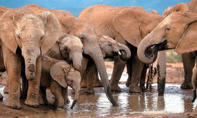 Ehrenrettung der Elefanten im Etosha-Nationalpark Namibias sowie anderer vom US-Präsidenten verunglimpfter Orte in Afrika folgte auf Trumps „Shithole“-Sager.