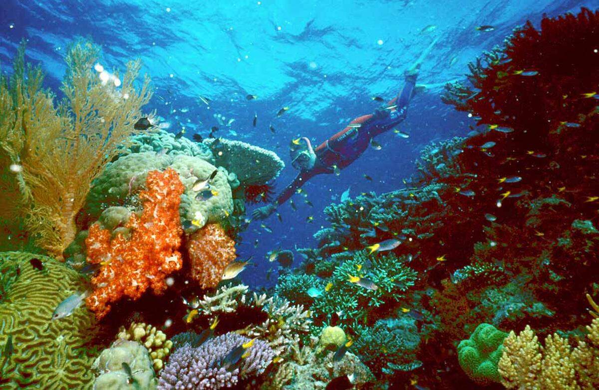 Das größte Korallenriff der Erde an der Nordküste Australiens ist eines der sieben Weltwunder der Natur, das an die 360 Steinkorallenarten beherbergt und viele andere Meerestiere, etwa sechs unterschiedliche Meeresschildkröten.
