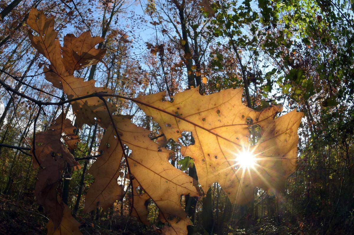 Der österreichische Wald galt bisher als wichtige Nettosenke für CO2. Seit 2003 ging infolge höherer Holzernte und anderer Faktoren ging Netto-Co2-Aufnahme der Wälder zurück. 