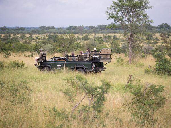 Die sehr geländegängigen Safariautos bieten eine hervorragende Sicht auf die Wildtiere.