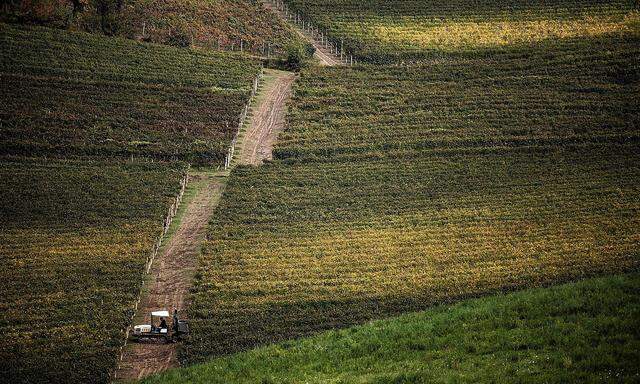 ITALY-AGRICULTURE-VITICULTURE-HARVEST-WINE