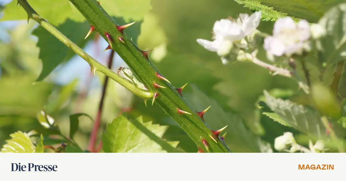 Kein-Schadenersatz-Passanten-m-ssen-auch-nachts-auf-Dornen-achten-premium-