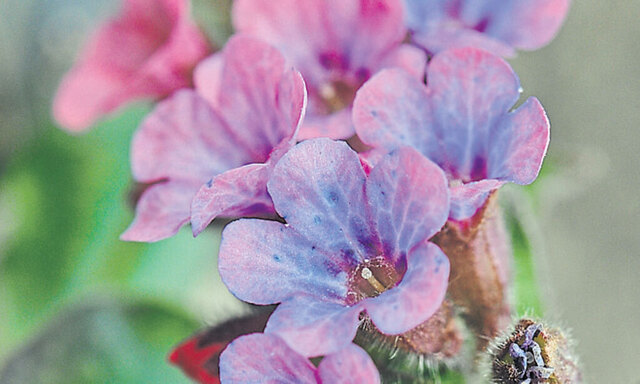 Auch ein beliebtes Hausmittel: das Lungenkraut.