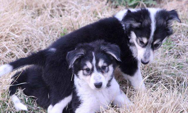 SOUTH KOREA CLONED DOGS