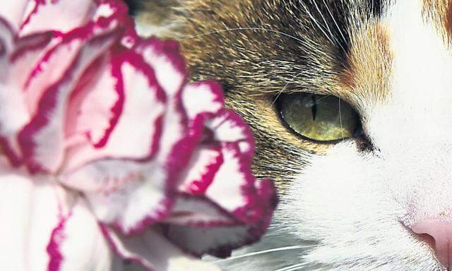 Viele Zimmerpflanzen können für Katzen giftig sein.