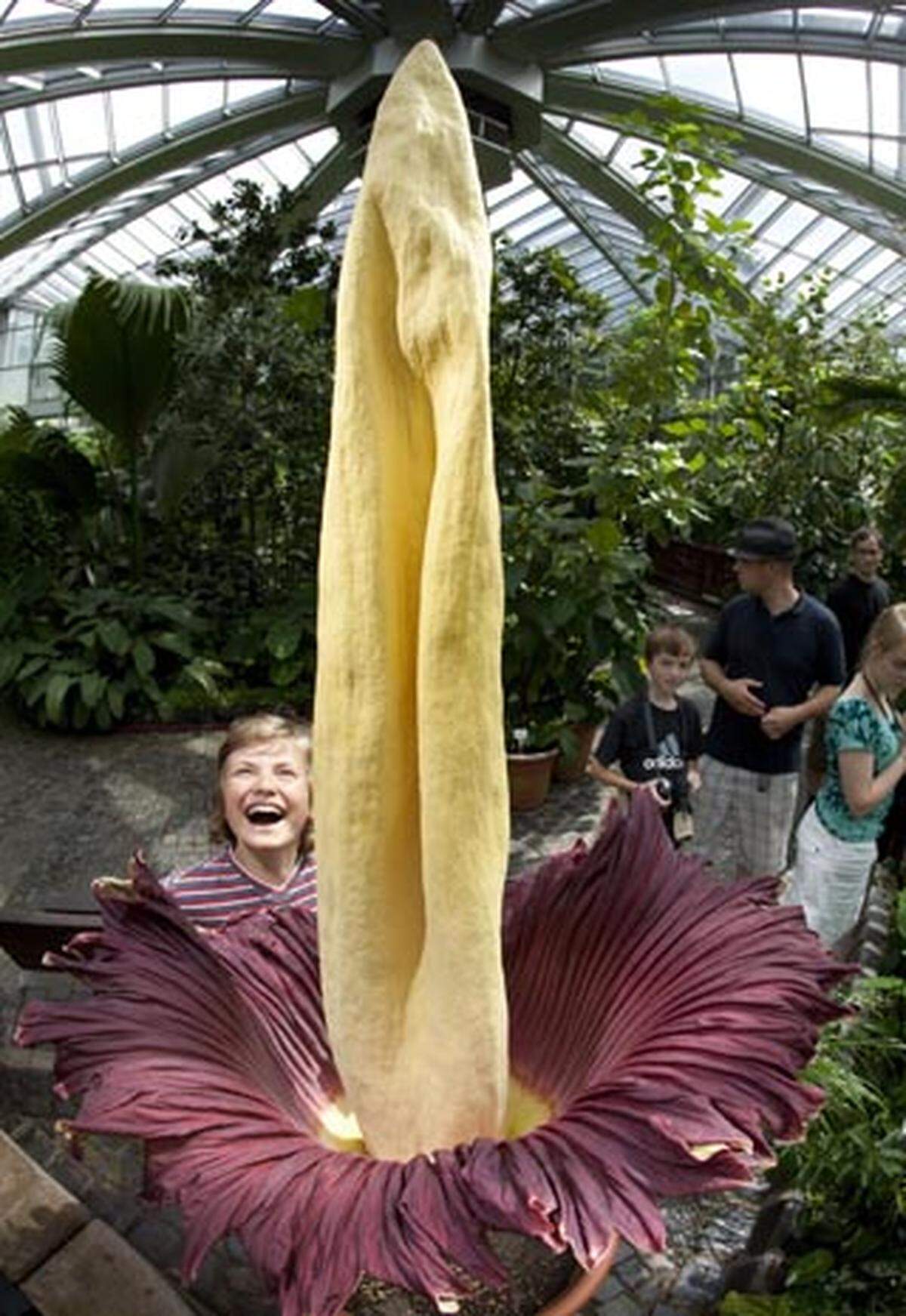 Titanenwurzen können bis zu drei Meter groß werden. Ebenfalls ungewöhnlich: Ihr aasartiger Gestank, mit dem sie Aaskäfer anlockt. Im Bild: Diese Blume im Frankfurter Palmengarten misst 1,81 Meter.