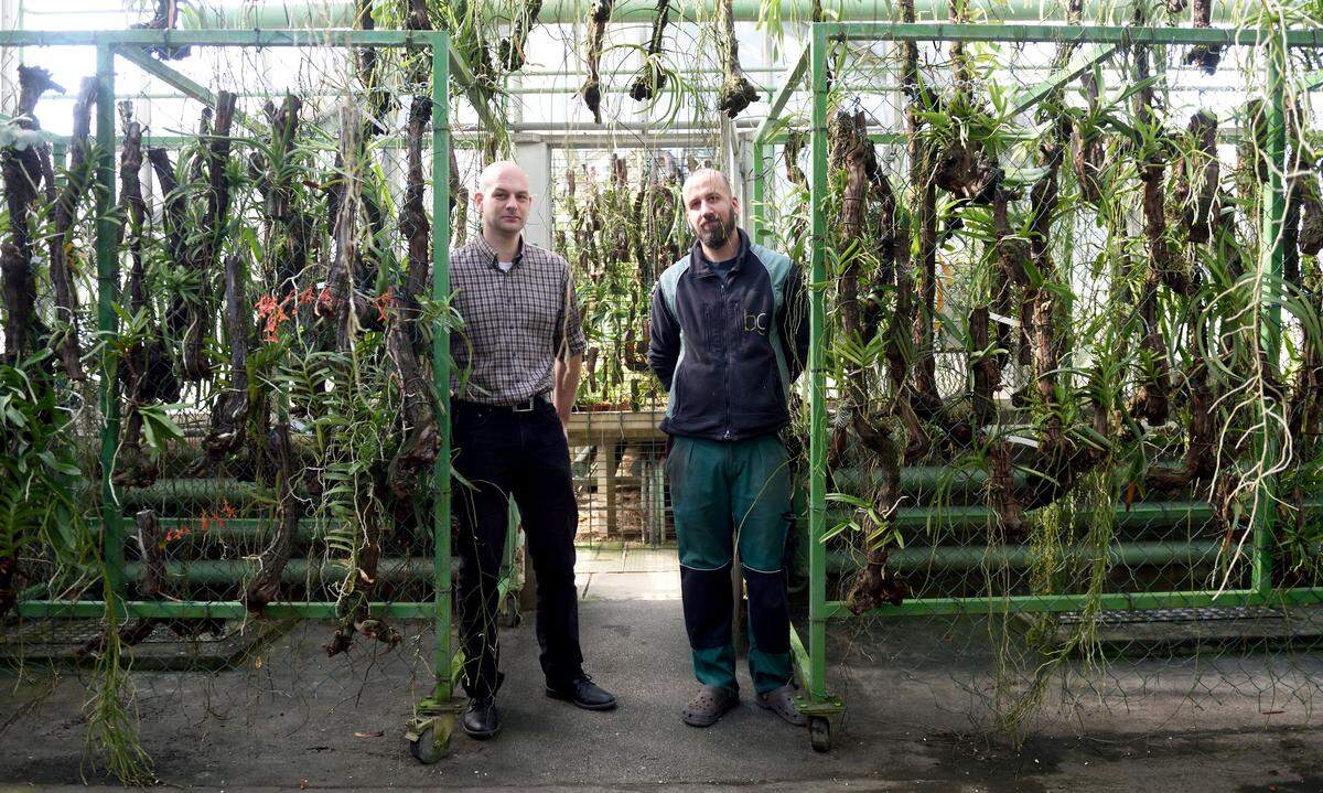 Institutsleiter Daniel Rohrauer (links) und Reviergärtner Manfred Edlinger in der Abteilung mit Orchideen, die an Weinstöcken hängen.