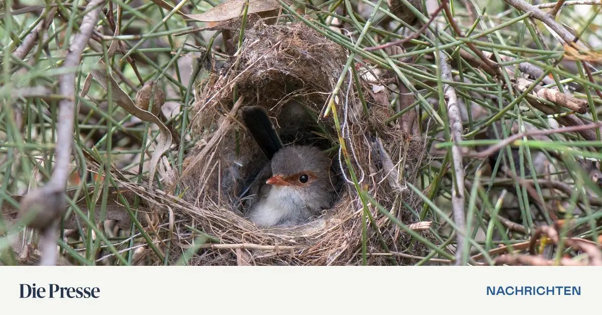 -Seet-Forschende-fanden-neuen-Warnruf-bei-Singv-geln