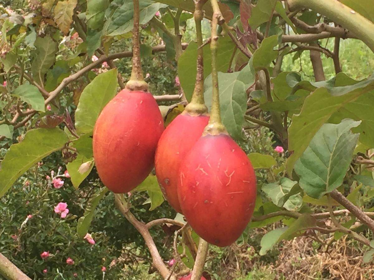 Noch blüht und gedeiht alles. Hier ein Tomatenbaum, im Bild davor ein Mandelbaum.