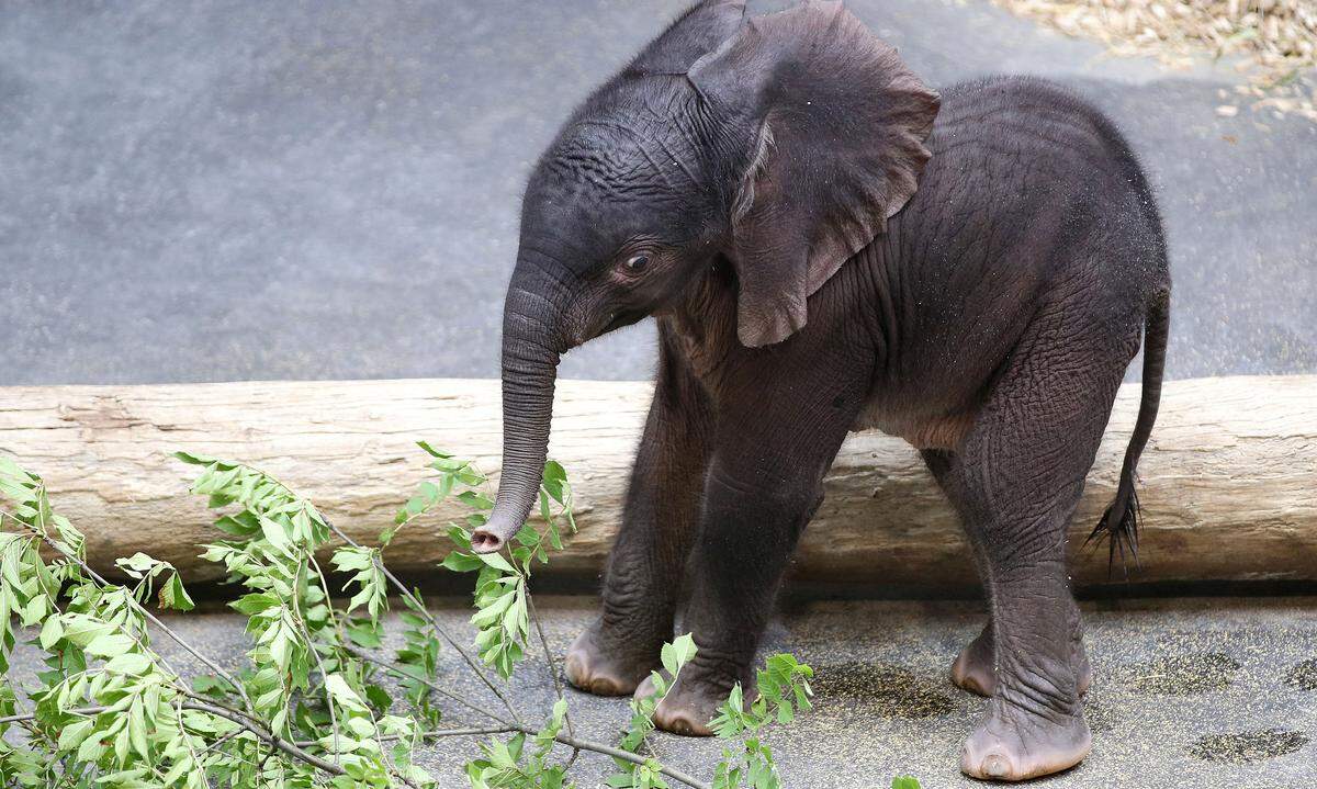 18. Juli. Namen hat er noch keinen, aber die ersten Herzen bereits erobert: Der aktuell vermutlich beliebteste Bewohner des Wiener Tiergarten Schönbrunn, das am 13. Juli geborene Elefantenbaby, absolvierte wenige Tage später seinen ersten Ausflug vor Publikum mit Bravour.