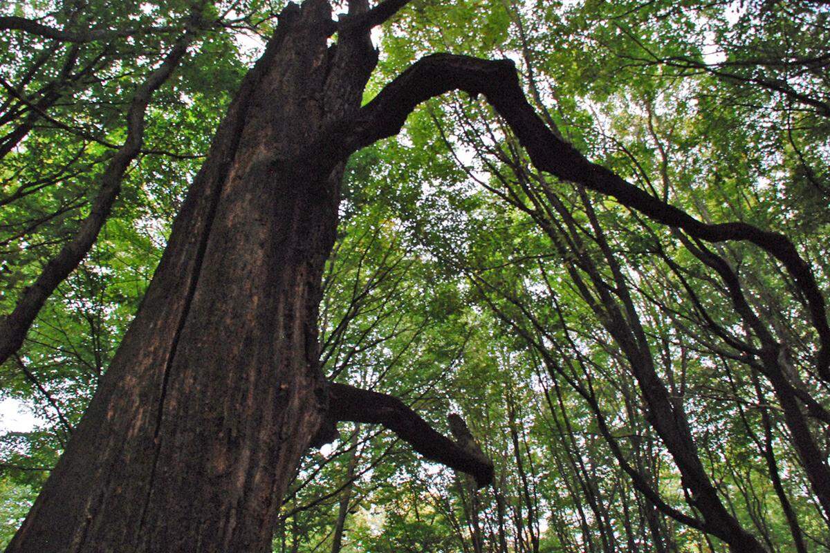 Vom lebenden Baum bis zu den Zersetzungsprozessen durch Käfer und Pilze beim Totholz. Bei der Führung wird den Besuchern anschaulich der Zerfallprozess - der bei Eichen mehrere Jahrzehnte dauert - gezeigt.