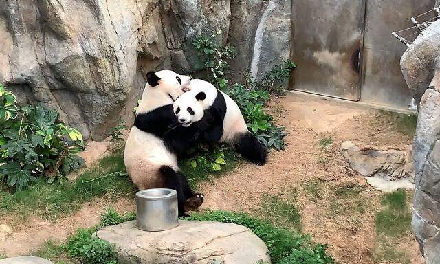 Der Zoofotograf schaute zu, ansonsten gab es für die Pandas Coronavirus-bedingte Ruhe im Zoo von Hongkong.