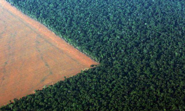 The Amazon rain forest (R) in Brazil