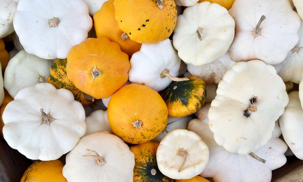 Die Sorte Patisson wird wegen ihrer Form auch Ufokürbis genannt. In der Küche kann sie zu Kürbisschnitzel verarbeitet werden, sie eignet sich auch zum Grillen.