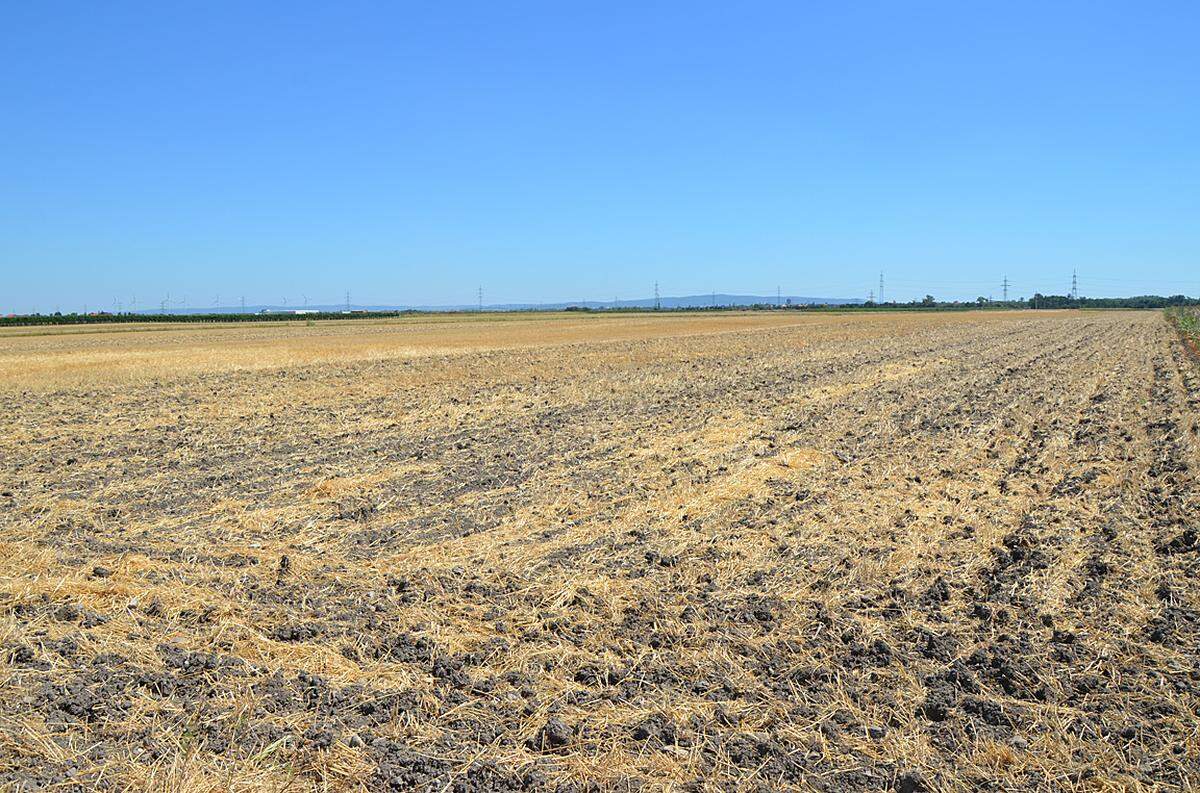 Die derzeit dritte Hitzewelle dieses Sommers soll auch gleichzeitig die längste werden. Bis frühestens Freitag nächste Woche sollen sich die Temperaturen jenseits der 35-Grad-Marke bewegen. Für die Landwirtschaft ist das jetzt schon ein Desaster.Text und Bilder: Susanne Lehrner